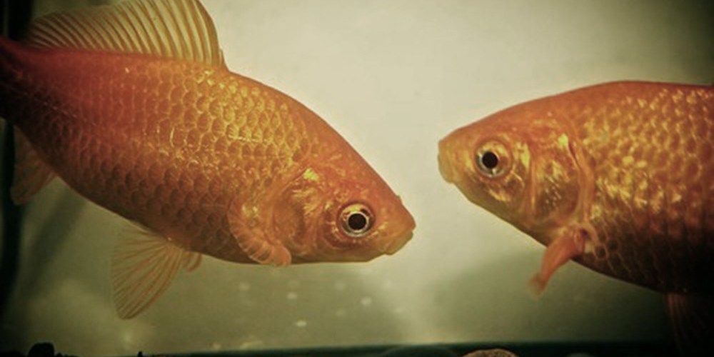 "IMG_4111" by Cat Sidh is licensed under CC BY-NC-ND 2.0